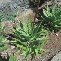 Aloe maculata All.